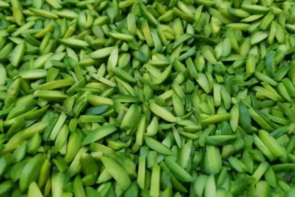 مرکز فروش تخصصی انواع چیپس پسته