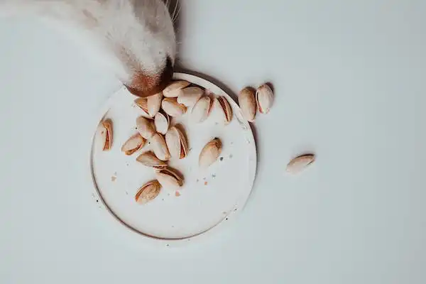 فروش گرانول پسته کرمان سبز و تازه